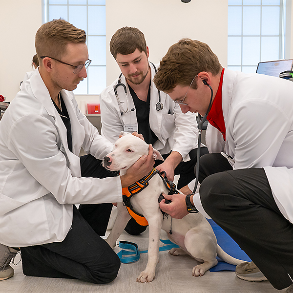 Students working with a dog