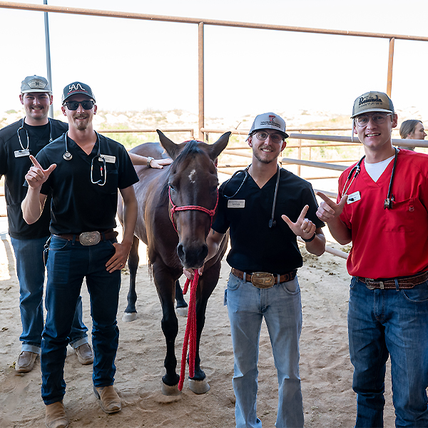 Students working with Horse