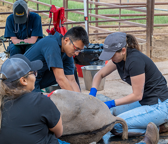 Students performing surgery