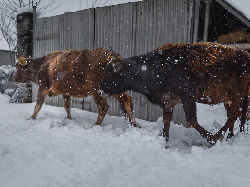 cattle in snow