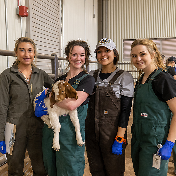 Victoria helping a goat