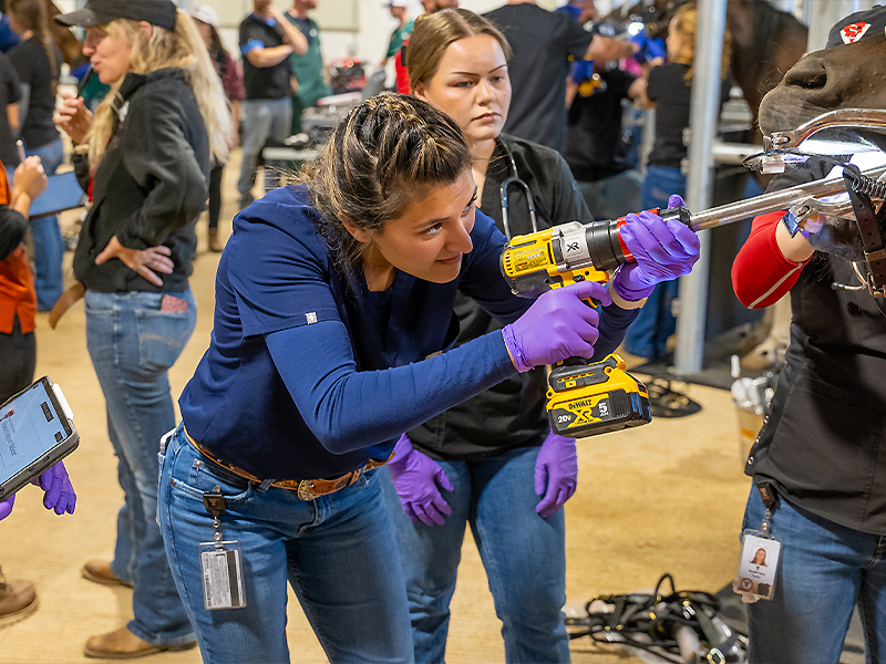 Victoria Villanueva working on a horse