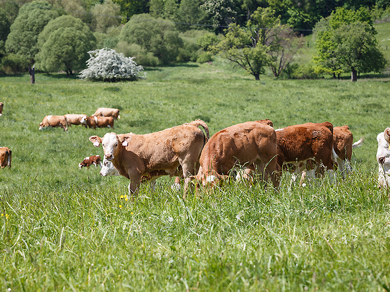 Calving Season 