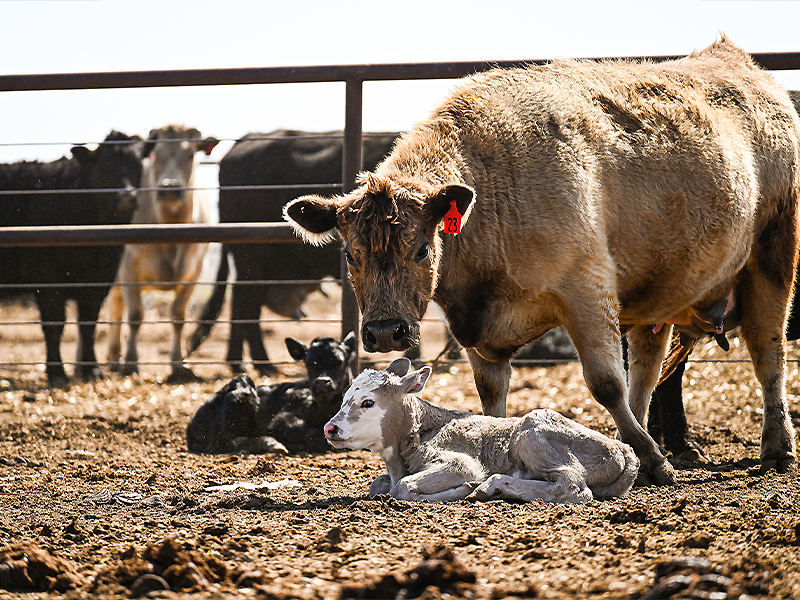 Calving Season