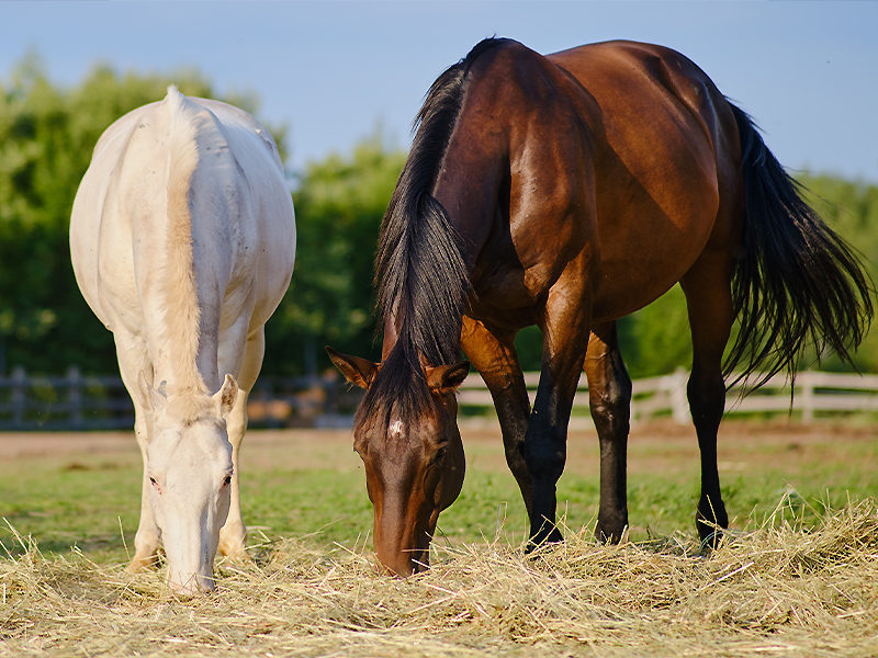 Horses in a field