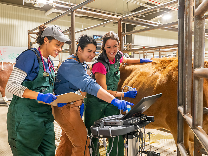 Kirrah working with a cow