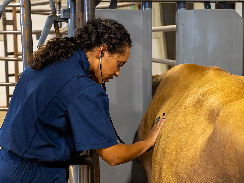 Kirrah working with cow