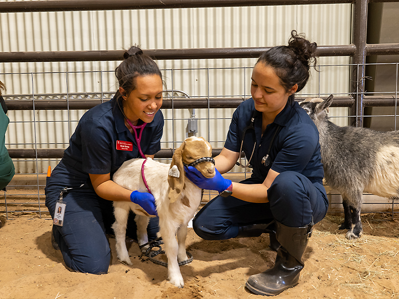 Kirrah helping a goat