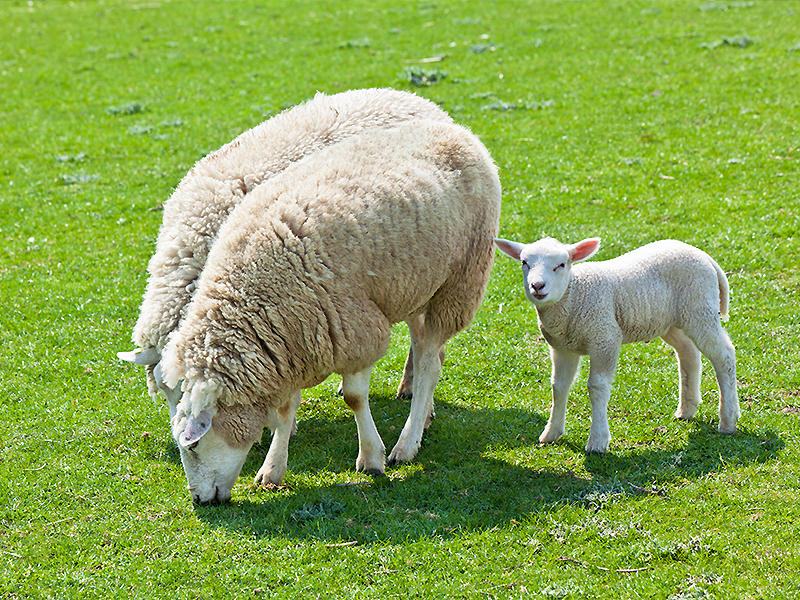 Lambing Season 