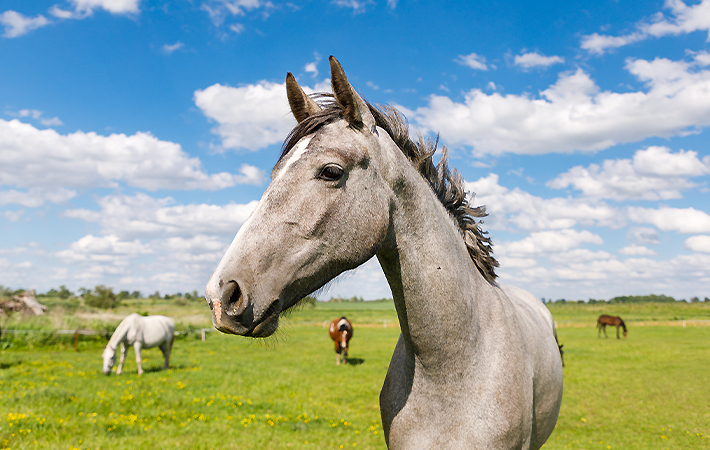 A horse in a pasture