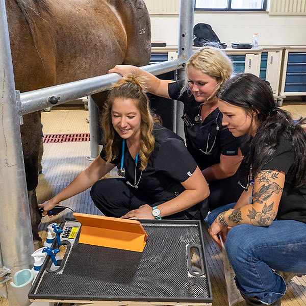 Crystal Randolph ultrasounding a horse