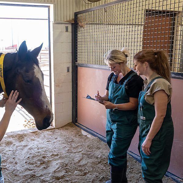 Students looking at a horse