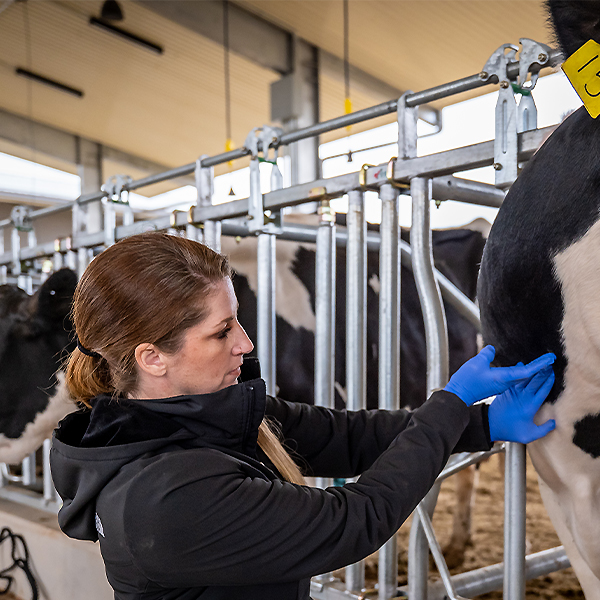 Student working with dairy cow