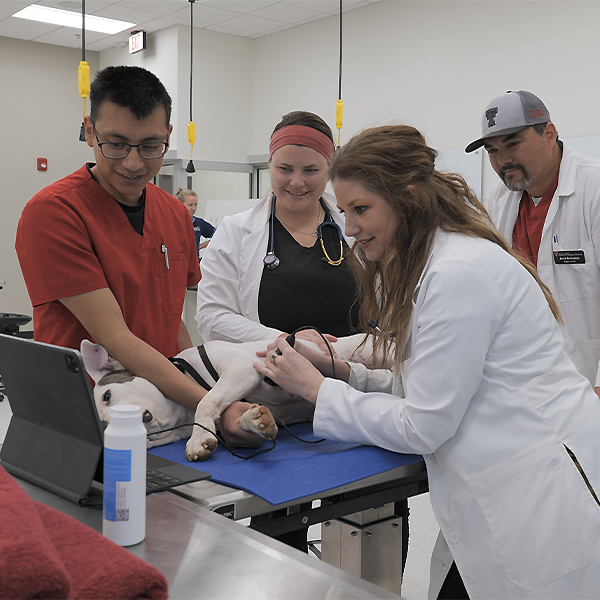 Student ultrasounding a dog