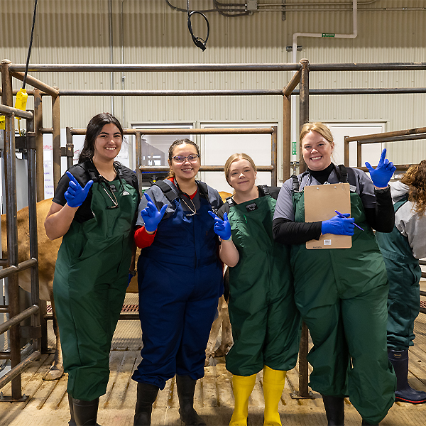 Maddie Brown working with cattle