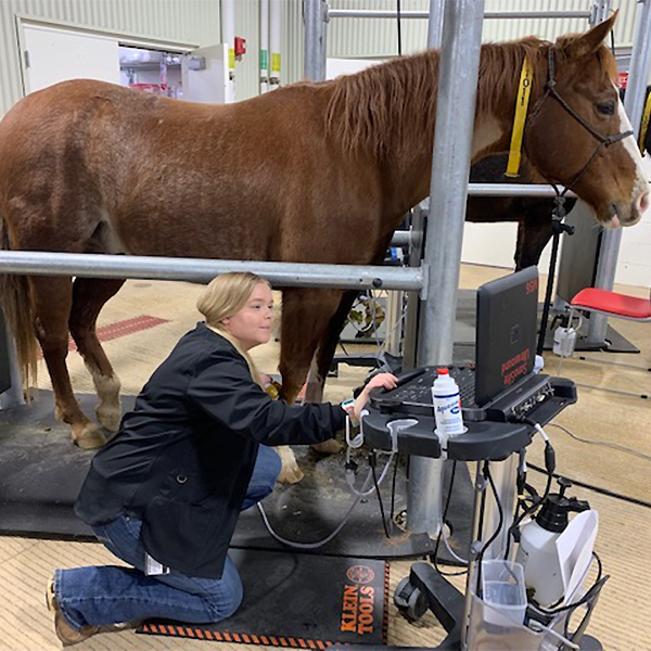 Maddie helping a horse 