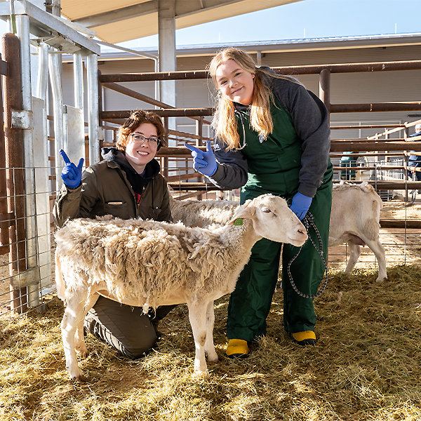Maddie Brown helping a sheep