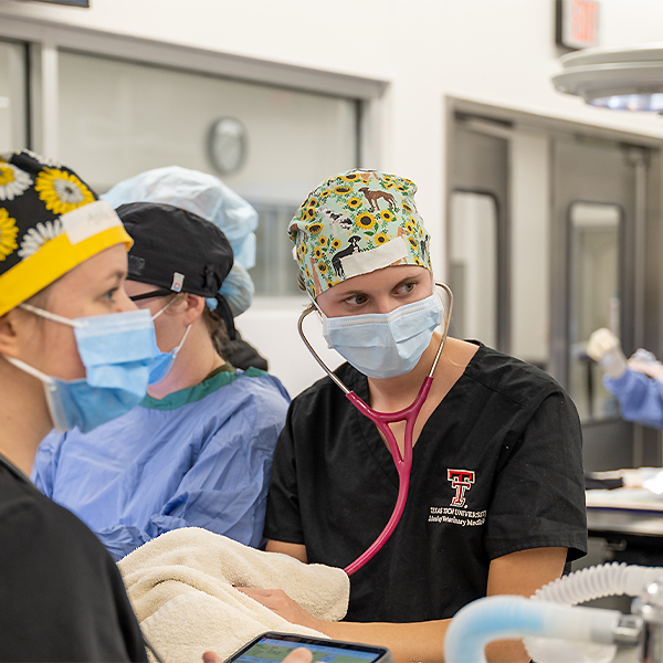 Bentley helping during a surgery