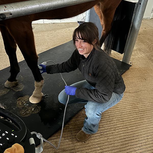 Student ultrasounding horse 