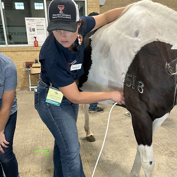 Makayla ultrasounding a horse 