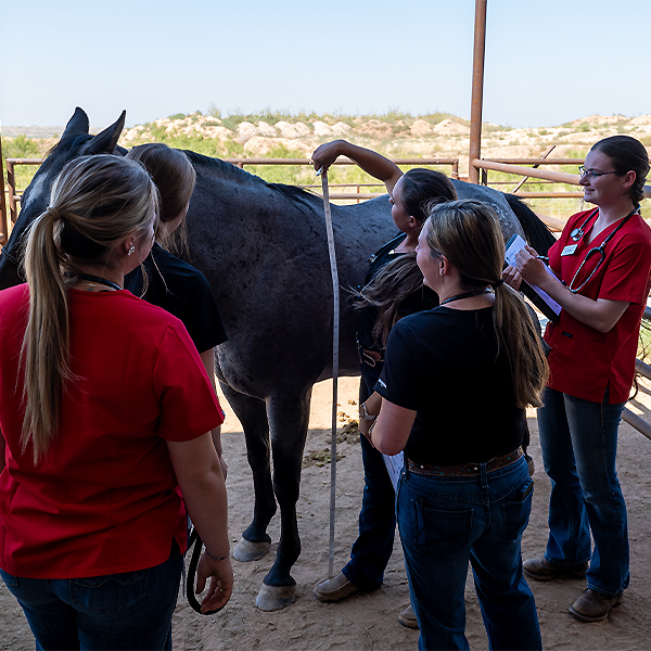Makayla measuring a horse