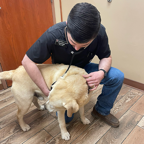 Bennett helping a dog