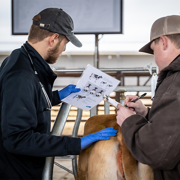 Kameron working with cattle