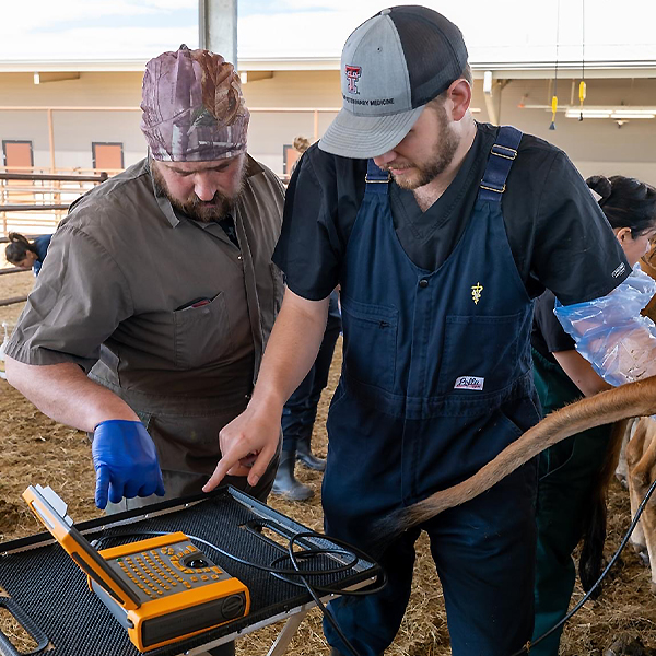 Kameron working with cattle 