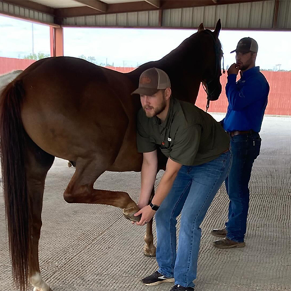 Kameron working with a horse