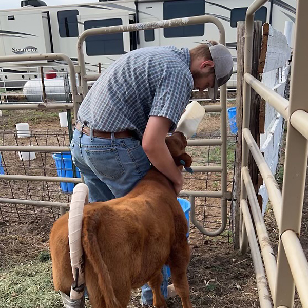 Kameron helping a calf