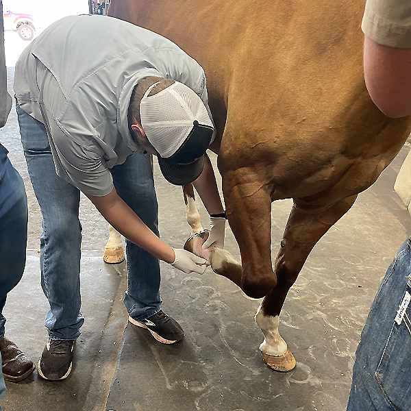 Kameron working with a horse