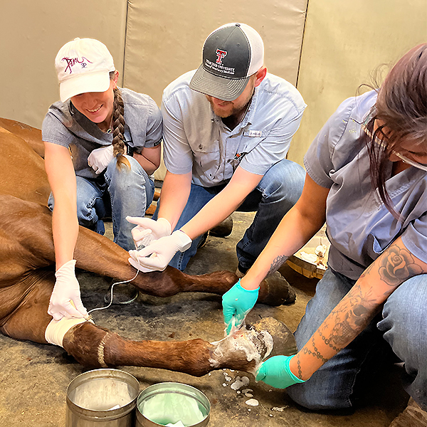 Kameron working with a horse 