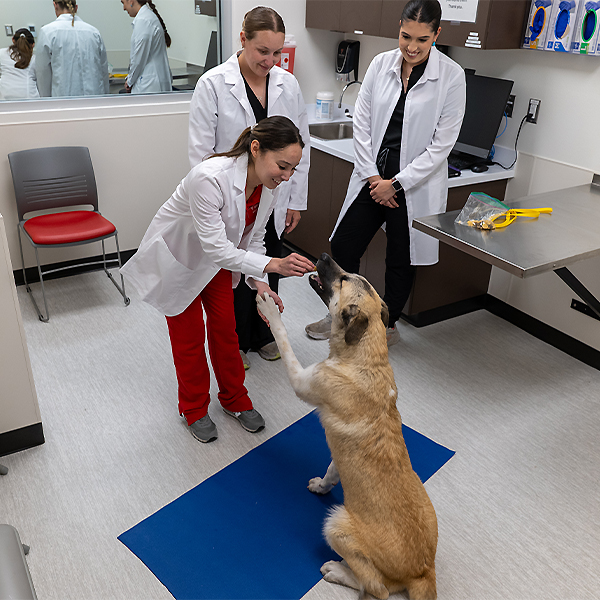 Julianna working with a dog