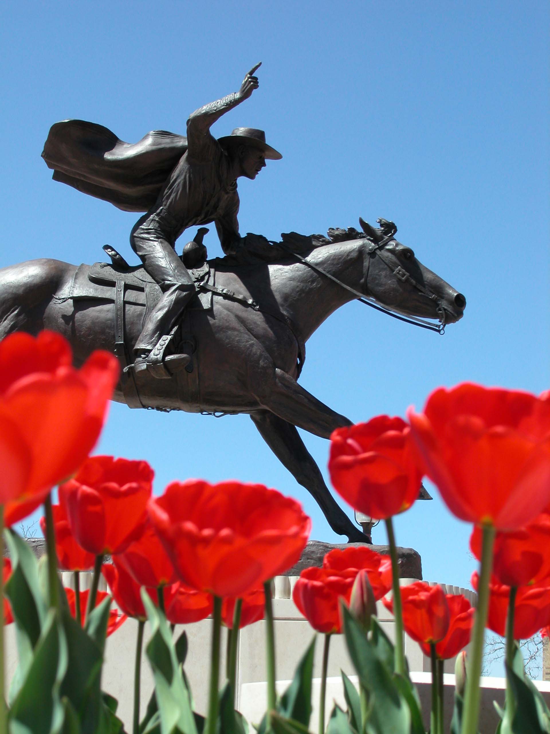Masked Rider statue with red tulips in foreground